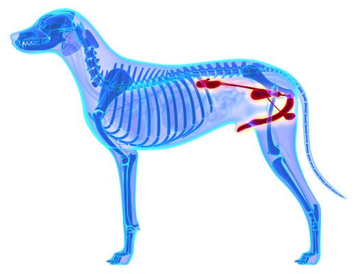 The dog’s urinary system consists of the kidneys, ureters, bladder, and urethra and can be supported with maxxiUtract urinary and bladder support for dogs