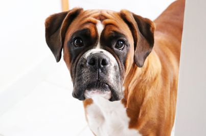 Boxer with beautiful shiny coat thanks to maxxiomega oil for dogs
