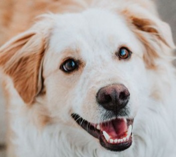 Golden Retrievers are prone to canine heart disease and can benefit from maxxicardio cardivascular and heart support for dogs