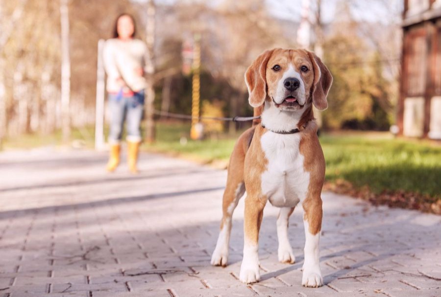 Beagle using maxxiflex+ joint supplement for dogs on a walk