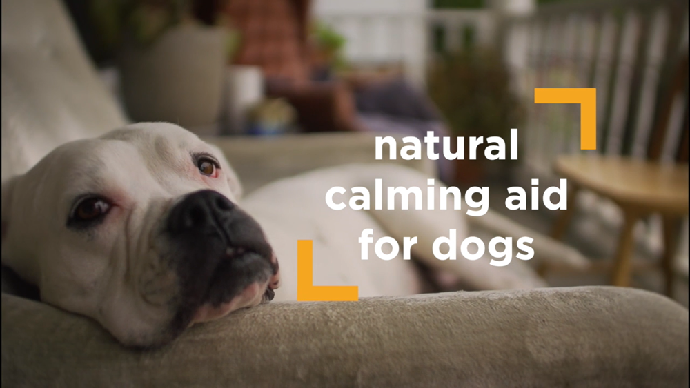 Calm boxer using maxxicalm natural calming aid for dogs
