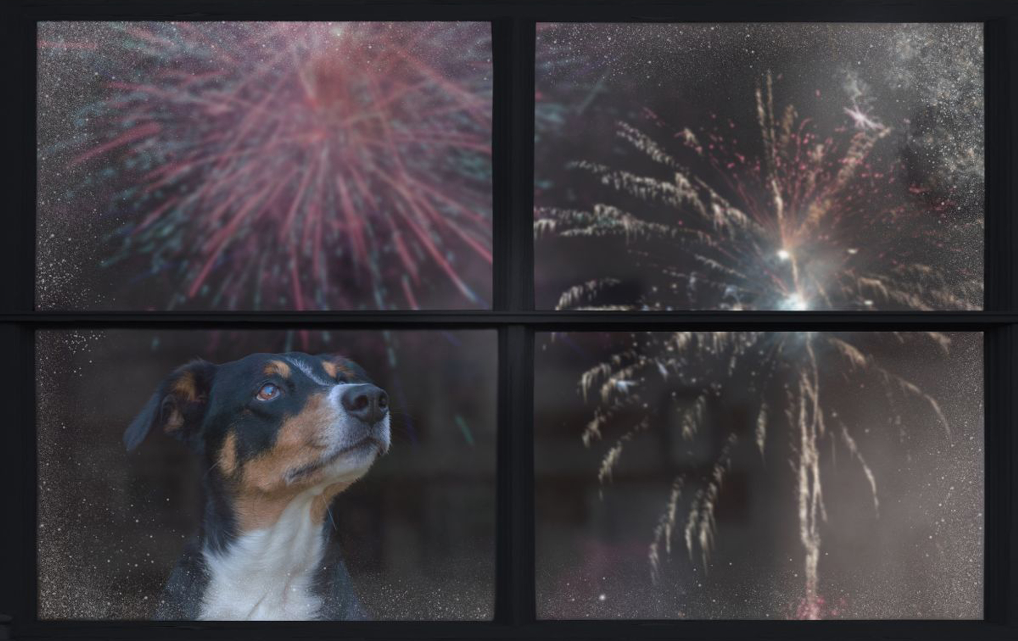 Dog afraid of fireworks hiding under duvet