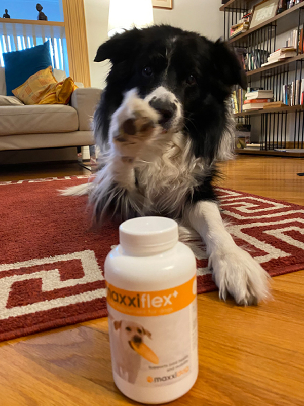 Happy dog with maxxiflex hip and joint supplement
