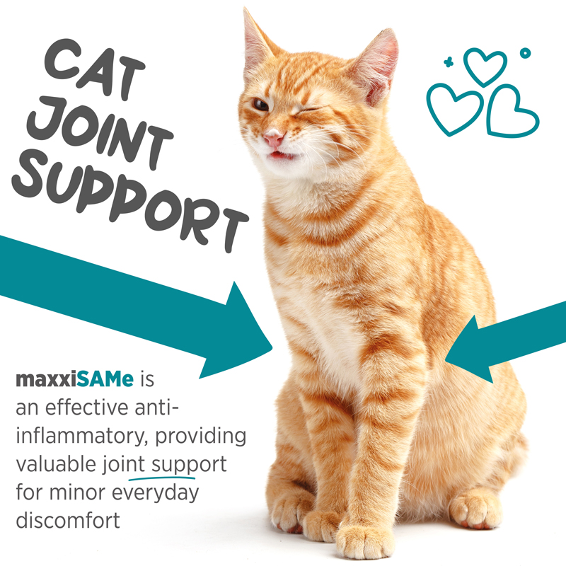 maxxiSAMe supports feline joint health