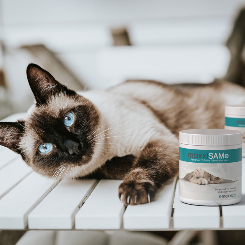 Video about maxxiSAMe SAM-e liver and cognitive support for cats