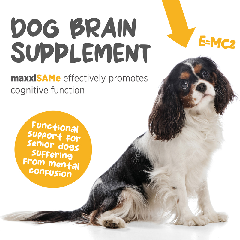 maxxiSAMe cognitive support for dogs