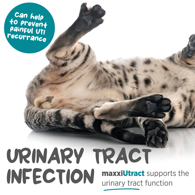 Prevent UTI recurrence in cats