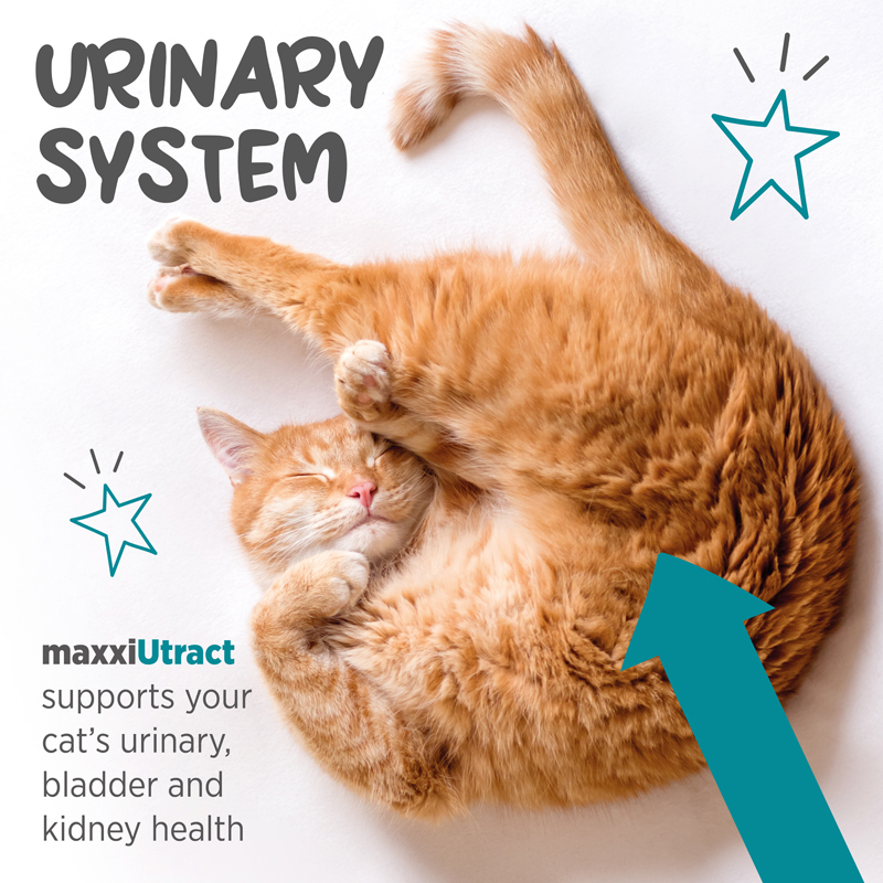 Supports the urinary system in cats