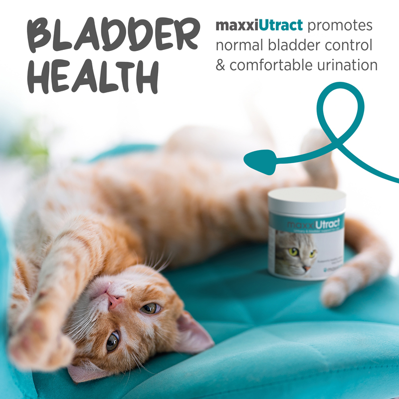 Bladder support for cats