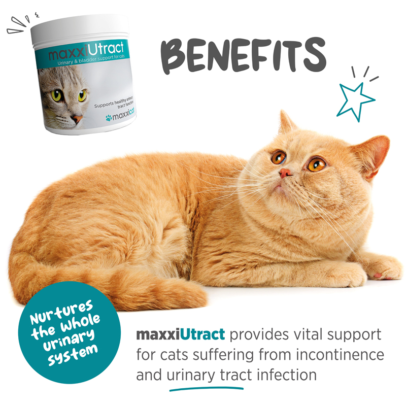 Easy to administer UTI supplement for cats