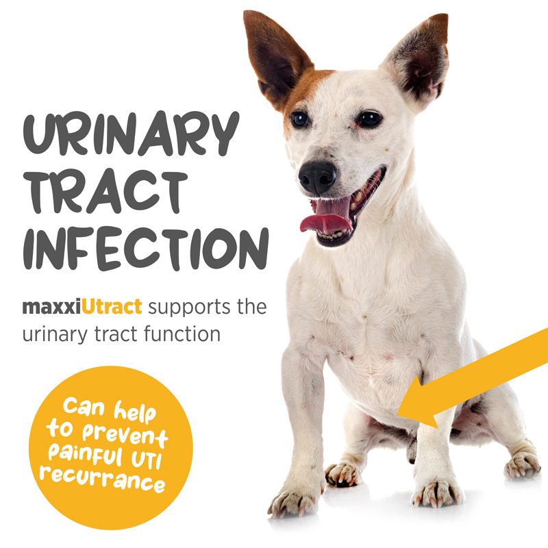 UTI supplement for dogs