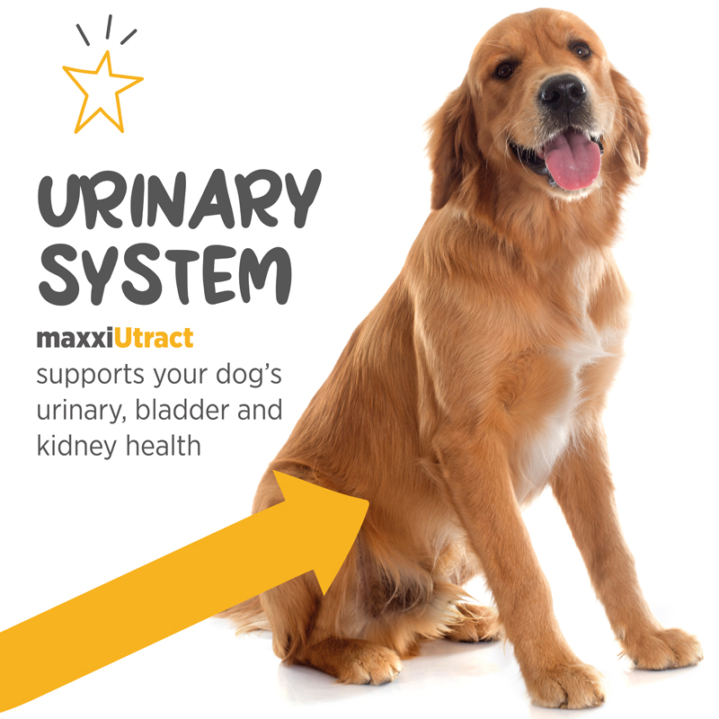Canine urinary system support
