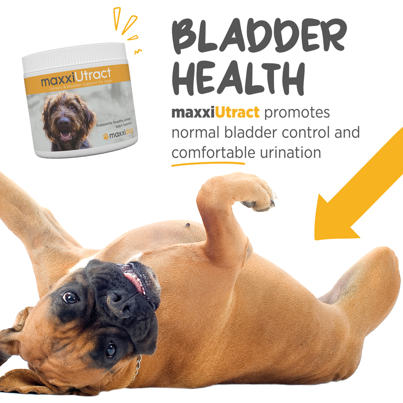 Easy to administer UTI supplement for dogs