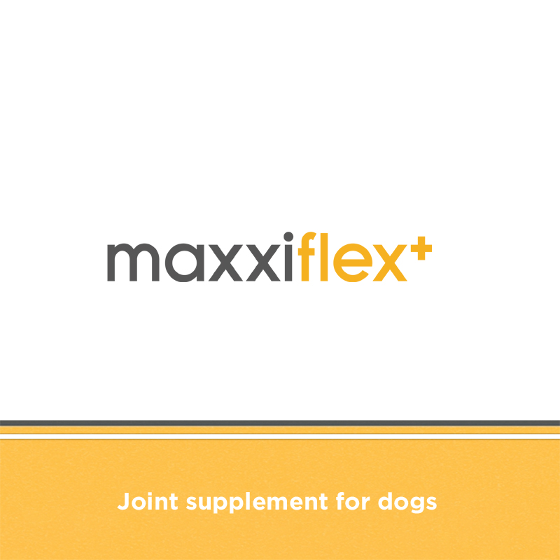 Canine glucosamine, chondroitin, MSM, hyaluronic acid, devil's claw, turmeric dog joint supplement