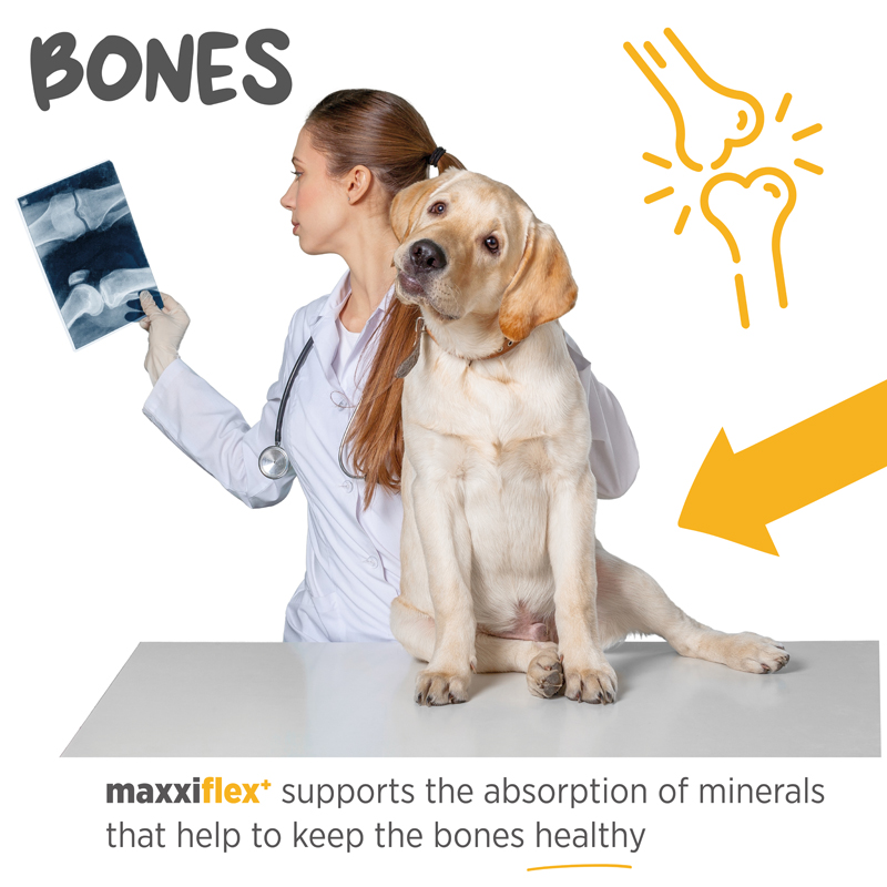 maxiflex joint supplement for dogs for joint mobility