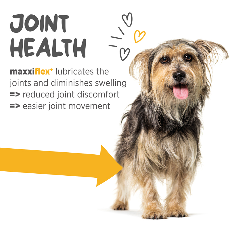 maxxiflex canine joint supplement supports cartilage strength