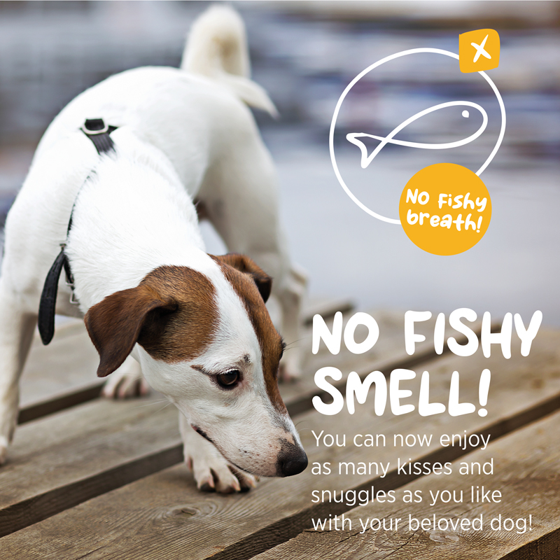 maxxiomega no fishy smell omega oil for dogs